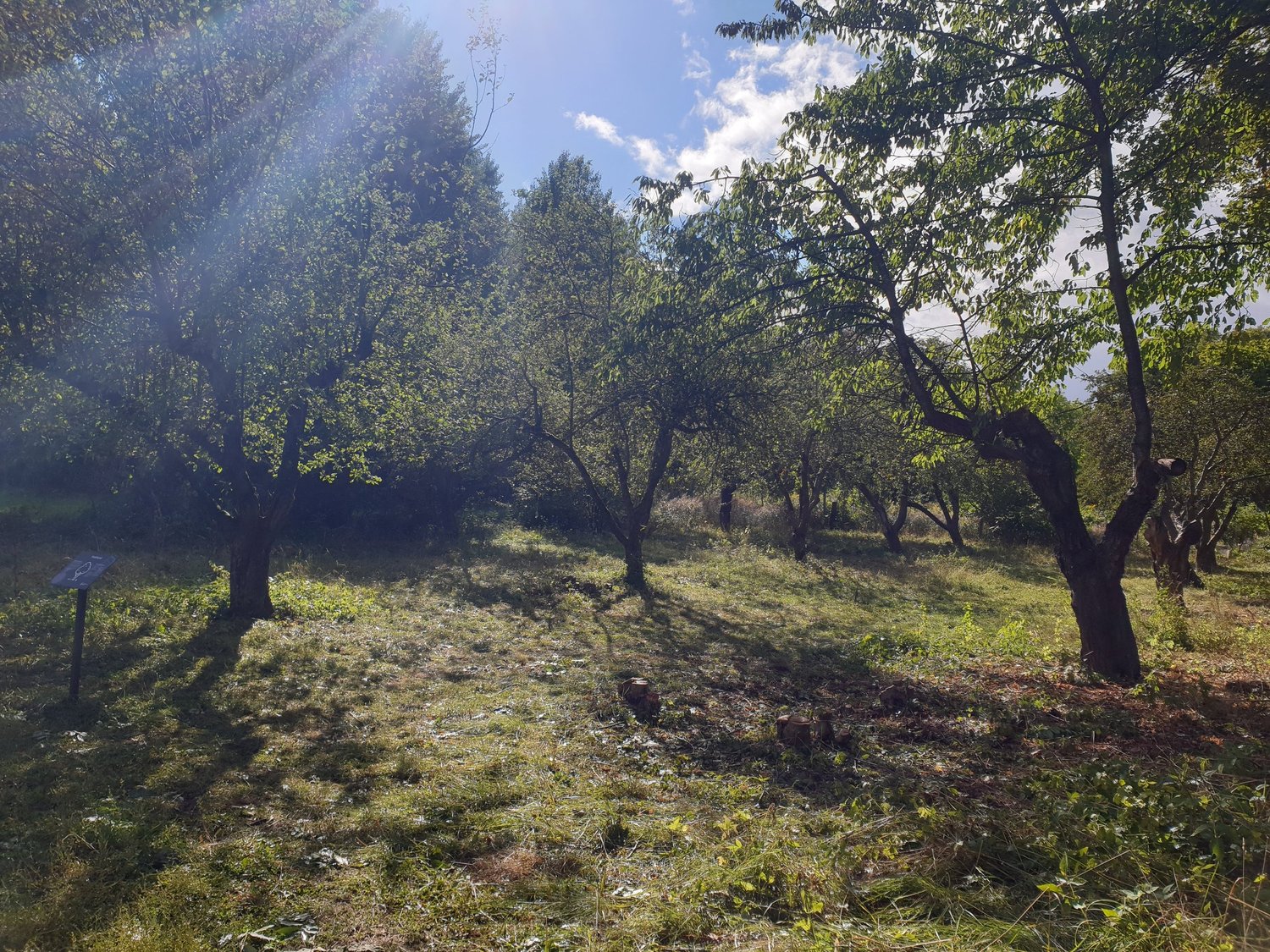Äppellunden